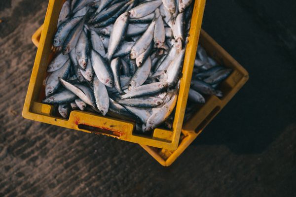 Verse vis: van zee naar restaurant